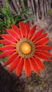 Arctotis red Radiance