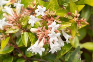 Abelia grandiflora