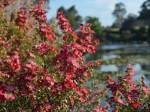 Leptospermum big Red