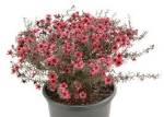 Leptospermum cherry Brandy