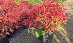 Nandina fern Flame