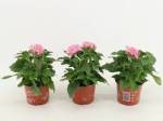 Pentas lanceolata Pink