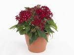 Pentas lanceolata Red