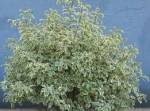Pittosporum tenifolium Garnetii