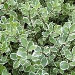 Pittosporum tenifolium Saundersii