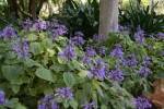 Plectranthus ambiguus