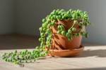 Senecio rowleyanus (String of Pearls)