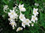 Solanum jasminoides