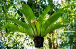 Bird's nest fern hanging under the tree.