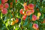 Branch of peach tree in closeup
