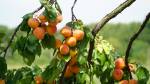 branch with ripe juicy apricots on the tree. Branch of an apricot tree. Large. Without processing