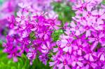 Close-up of pink Moss phlox flowers (Ground pink, Moss pink)