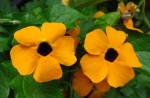 Closeup of black-eyed Susan vine (Thunbergia alata) flowers