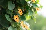 Closeup shot of a beautiful flowering black-eyed susan vine plant in a garden