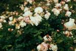 Delicate peach roses in a full bloom in the garden. Close-up photo. Dark green background.