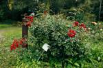 Delicate red roses in a full bloom in the garden. Close-up photo. Dark green background.