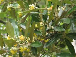 Anastrabe integerrima