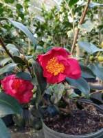 Camellia sasanqua  Mixed