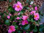 Camellia sasanqua  Winter Joy