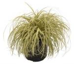 Carex evergold