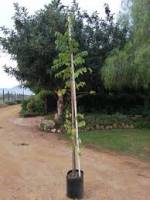 Celtis africana