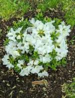 Azalea single White