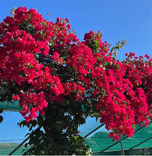 Bougainvillea mixed unstaked