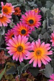 Arctotis hybrid pink