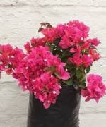 Bougainvillea crimson Queen