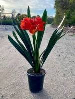 Clivia belgium Hybrid