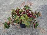 Crassula multicava Red