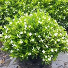 Cuphea mexicana White