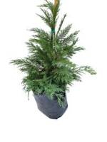 Cupressocyparis leylandi