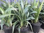 Dianella 'Tazz Red'