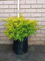 Duranta Sheenas gold