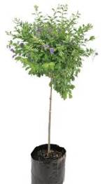 Duranta sapphire Showers