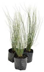 Elegia tectorum Fishhoek