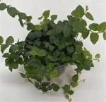 Ficus repens (Tickey creeper)