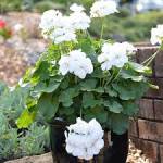 Geranium mixed (White)