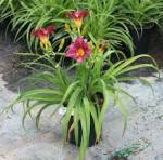 Hemerocallis purple
