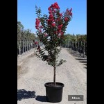 Lagarstroemia indica -Dwarf Red