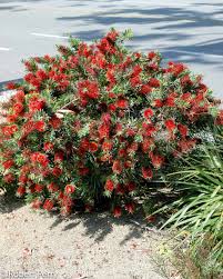 Callistemon little John