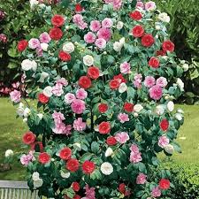 Camellia japonica  Mixed
