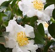 Camellia japonica Chow Chow