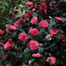 Camellia japonica William Bull