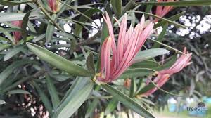Afrocarpus latifolius