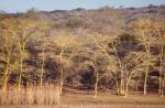 Fever Trees in Ndumo Game Reserve