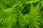 Fresh fern