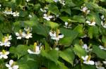 Fresh flowering Houttuynia cordata plants