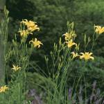 Hemerocallis crystal Cupid